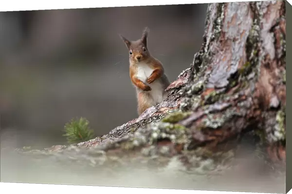 Red squirrel (Sciurus vulgaris) looking round pine tree, Cairngorms National Park