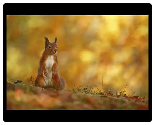 Red squirrel (Sciurus vulgaris) on forest floor with autumn leaves Highlands, Scotland