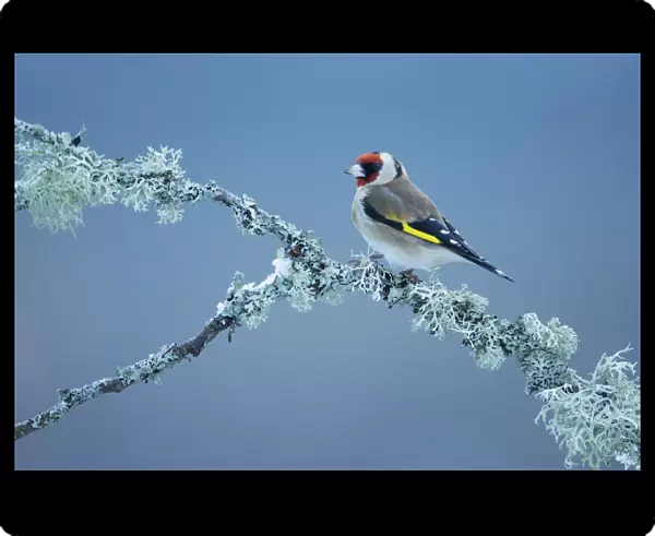 Goldfinch (Carduelis carduelis) perching on lichen covered branch, Glenfeshie, Scotland