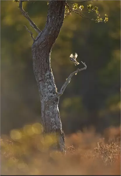 Crested tit (Lophophanes cristatus) taking flight from pine tree in the Cairngorms National Park