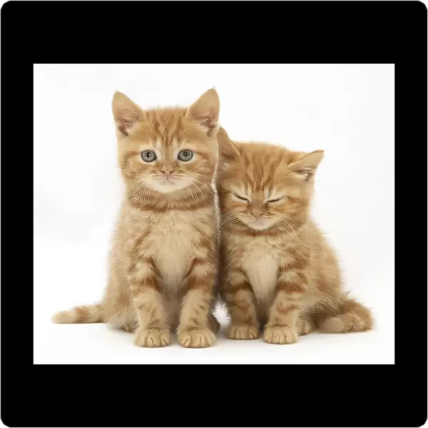 Two ginger domestic kittens (Felis catus)