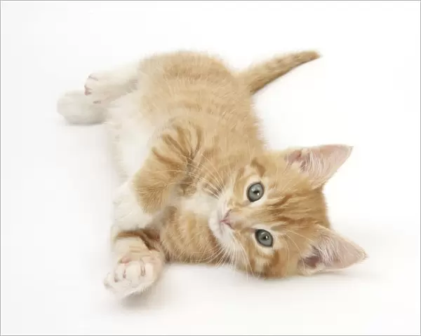 Ginger kitten rolling on his back
