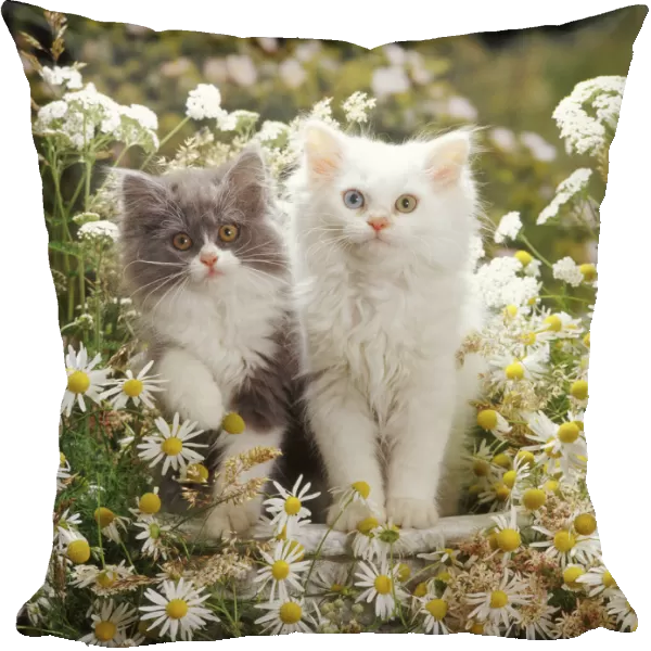 Blue bicolour and odd-eyed white Persian-cross kittens among maywood and yarrow flowers