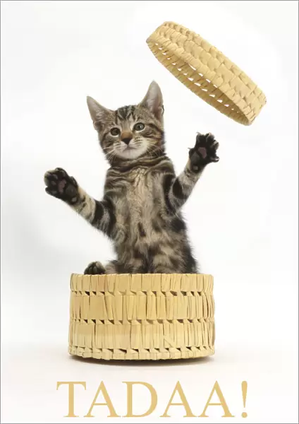 Tabby kitten, Picasso, age 10 weeks, leaping out of wicker basket with the word Tadaa