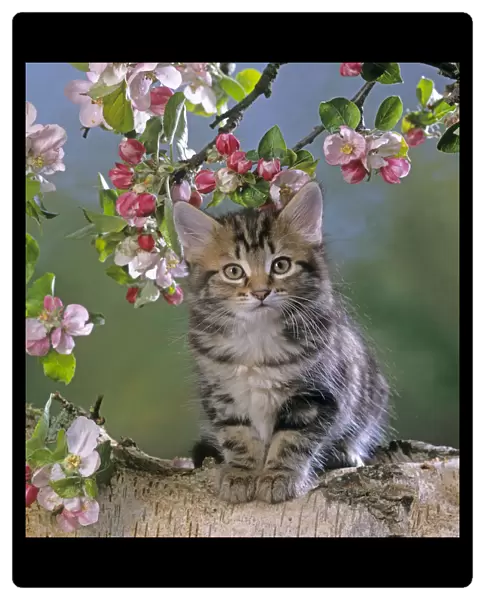 Tabby kitten in spring with apple blossom