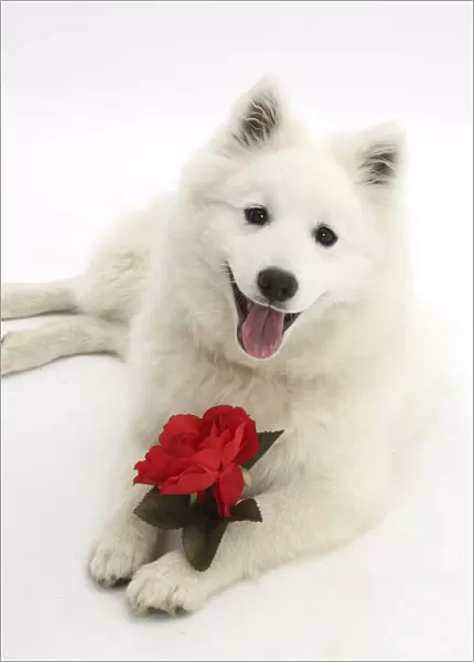 White Japanese Spitz dog, Sushi, 6 months old, holding a red rose