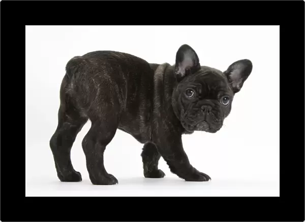 Dark brindle French Bulldog pup, Bacchus, 9 weeks old