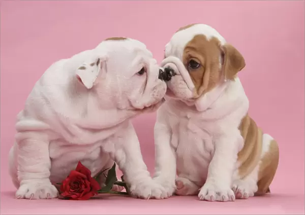 Bulldog puppies with red rose, kissing