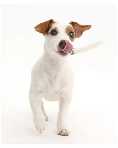 Jack Russell Terrier puppy walking and licking her nose