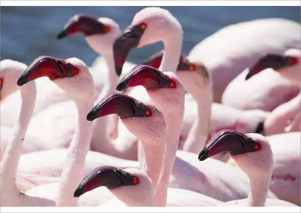 Lesser flamingo (Phoeniconaias minor) flock, Walvis Bay, Namibia