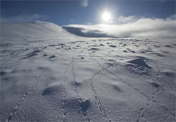 Rock ptarmigan (Lagopus mutus) tracks in snow, with low winter sun, Lochain Mountain