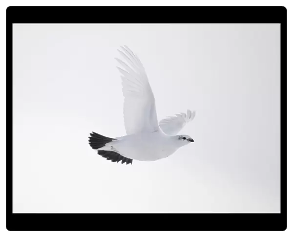 Rock ptarmigan (Lagopus mutus) female in flight in winter plumage, Cairngorms NP