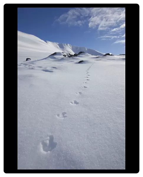 Rock ptarmigan (Lagopus mutus) tracks in snow in winter landscape, Cairngorms NP