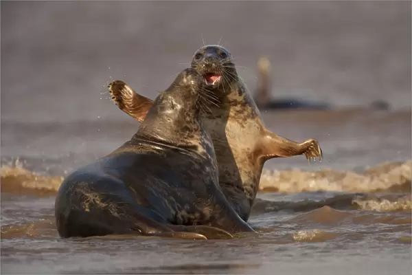 Grey seals (Halichoerus grypus) two adults fighting in the surf, Donna Nook, Lincolnshire
