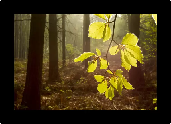 Beech leaves (Fagus sylvatica) backlit at dawn with forest in background, The National Forest