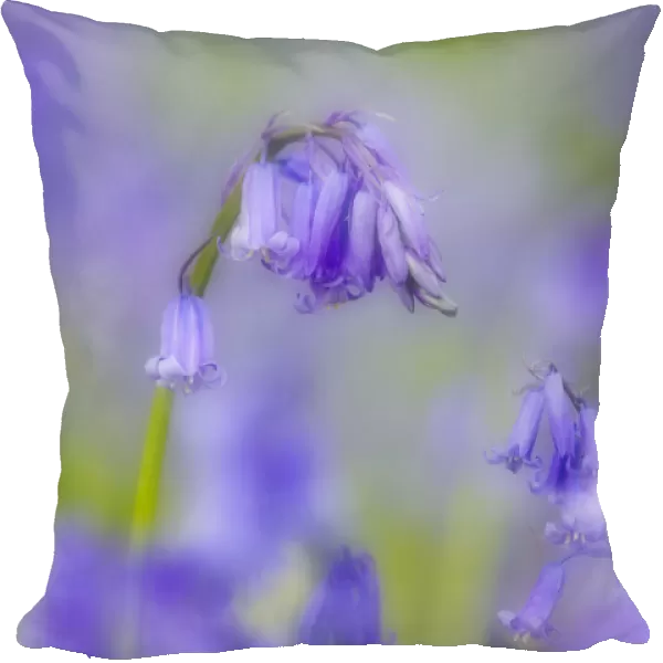 Bluebell flower (Hyacinthoides non-scripta) with soft focus effect, The National Forest