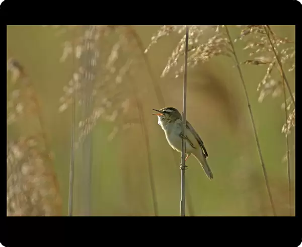 Sedge warbler (Acrocephalus schoenobaenus) adult singing in reedbed, Cambridgeshire