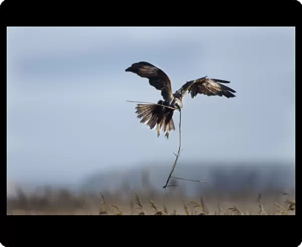 Marsh Harrier (Circus cyaneus) female in flight carrying nest material, Fens, East Anglia