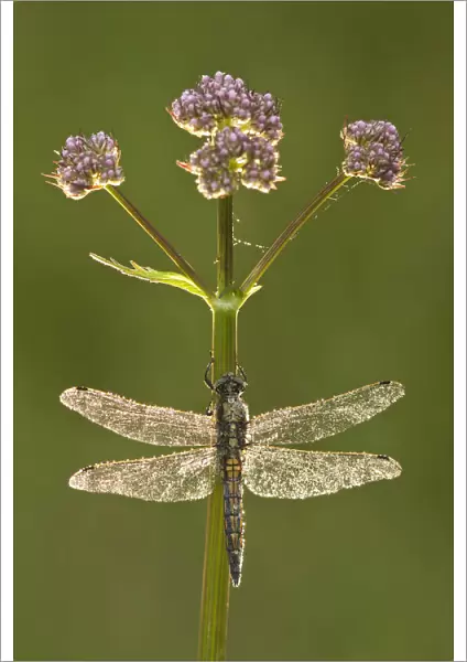 Black-tailed skimmer dragonfly (Orthetrum cancellatum), Westhay SWT reserve, Somerset Levels