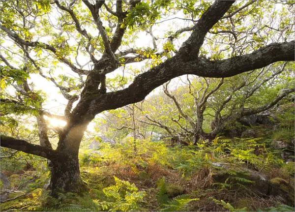 Atlantic oak wood (Quercus petraea), Achduart, Coigach and Assynt, Sutherland, Scotland