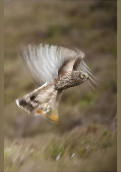 Hen harrier (Circus cyaneus) adult female in flight, moorland habitat, long exposure