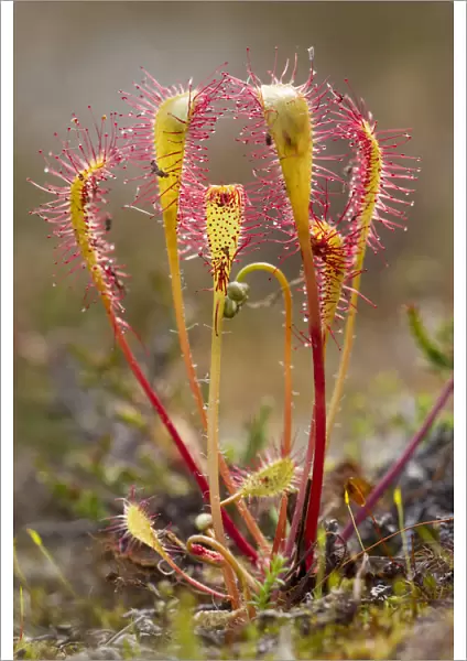 Great sundew (Drosera anglica) with insects caught on leaves, Flow country, Sutherland