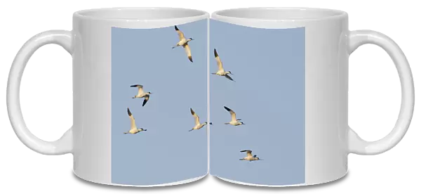 Avocet (Recurvirostra avosetta) flock in flight, Elmley marshes, RSPB Greater Thames