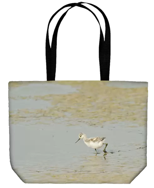 Avocet (Recurvirostra avosetta) chick in drying pool on grazing marsh, Elmley marshes