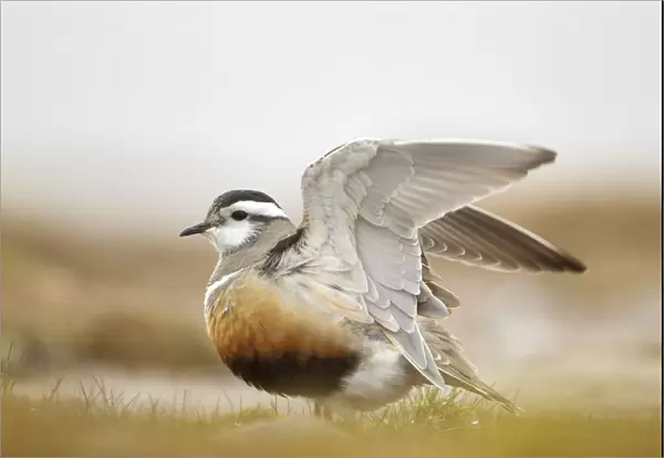 Adult Eurasian dotterel (Charadrius morinellus) with wings partially raised in the