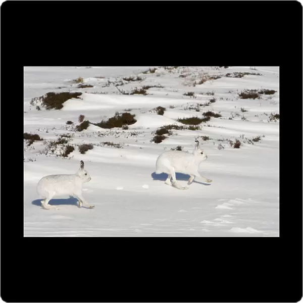 Two Mountain hares (Lepus timidus) in winter coats, running over snow, Cairngorms NP