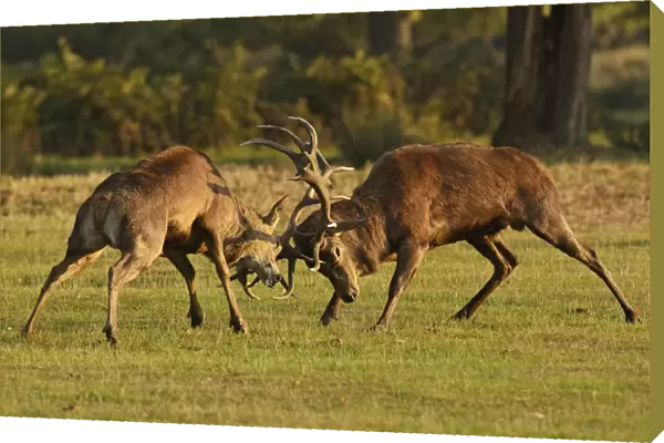 Two Red deer (Cervus elaphus) stags fighting, rutting season, Bushy Park, London