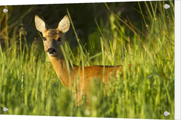 Portrait of a Roe deer (Capreolus capreolus) doe in rough grassland in summer, Scotland