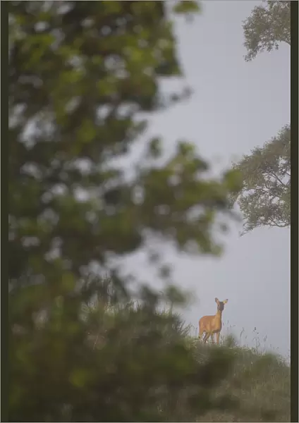 Roe deer (Capreolus capreolus) doe in woodland clearing, seen in distance through foliage
