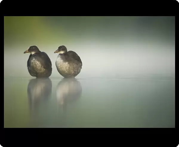 Two young Coots (Fulica atra) standing together in shallow water, Derbyshire, England