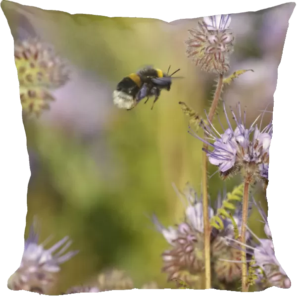 Buff-tailed bumble bee (Bombus terrestris) worker alighting on a Scorpionweed (Phacelia