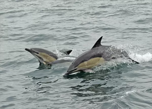 Common dolphins (Delphinus delphis) breaching, near South Uist, Outer Hebrides, Scotland, UK, June