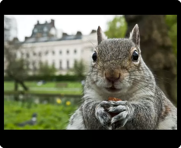 Close-up of Grey squirrel (Sciurus carolinensis) holding a nut, feeding in Regents Park