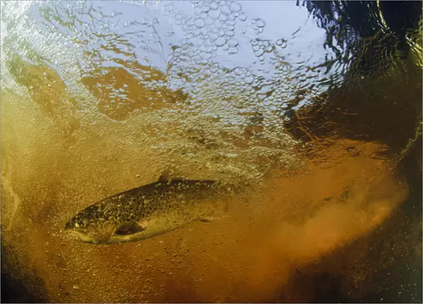 Brown trout (Salmo trutta) in turbulent water at a weir, River Ettick, Selkirkshire