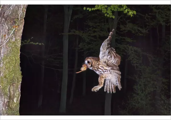Tawny owl (Strix aluco) flying with Dormouse prey (Muscardinus avellanairus) to nest