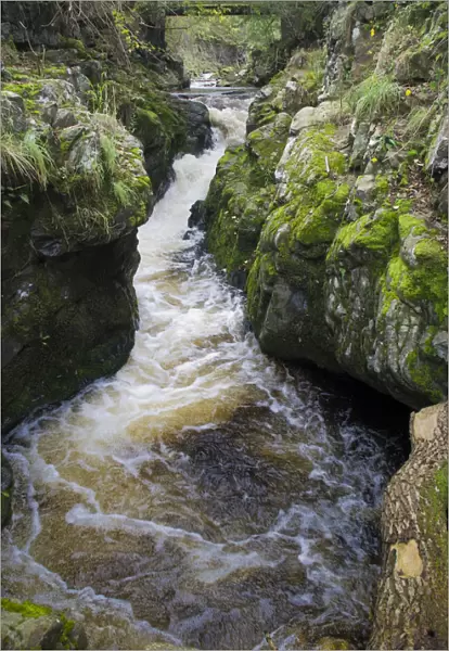 Tributary of the River Tweed where Brown trout (Salmo trutta) and Atlantic salmon