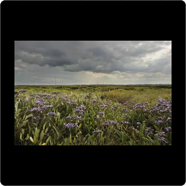 Common sea lavender (Limonium vulgare), Abbotts Hall Farm Nature Reserve, Essex, England