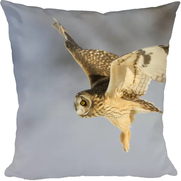 Short-eared owl (Asio flammeus) in flight. Worlaby Carr, Lincolnshire, England, UK