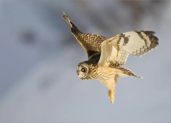 Short-eared owl (Asio flammeus) in flight. Worlaby Carr, Lincolnshire, England, UK