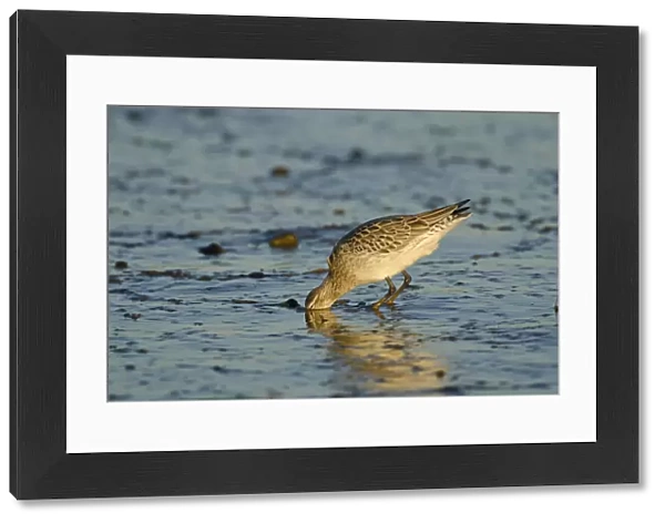 Bar-tailed Godwit (Limosa lapponica) foraging for tidal-flat worm. Norfolk, January
