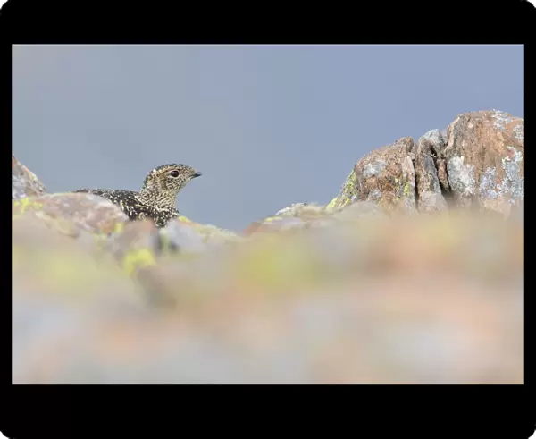 Ptarmigan (Lagopus mutus) hen in summer plumage behind rocks. Cairngorms National Park