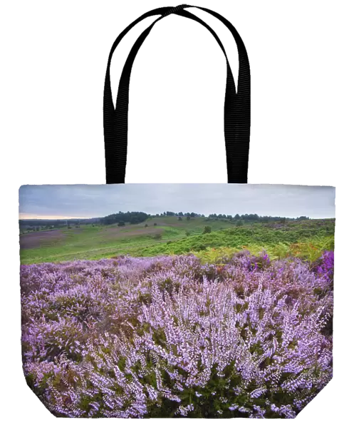 View over New Forest heathland Ling (Erica cinerea) and Bell Heather (Erica cinerea)