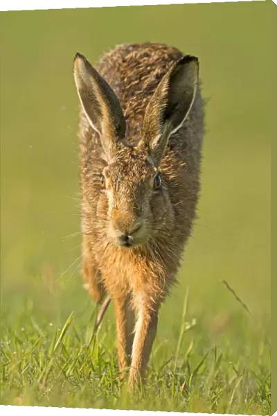 European Hare (Lepus europaeus) running. Wales, UK, July