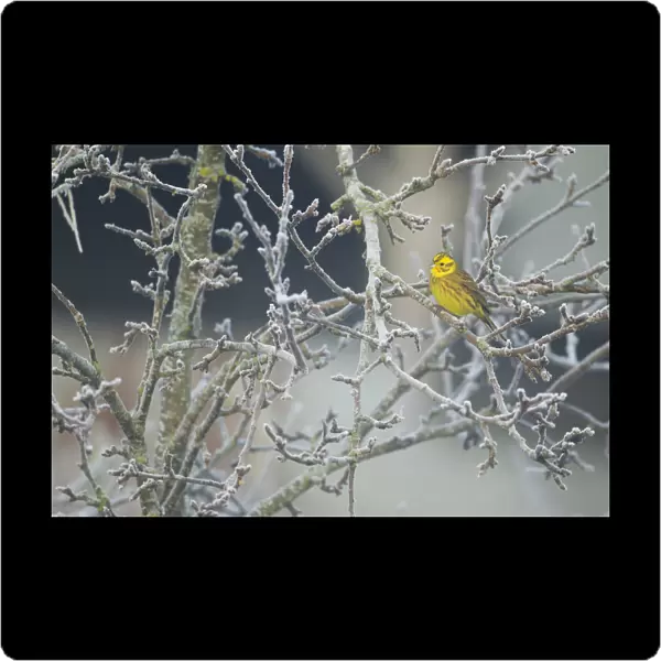 Yellowhammer (Emberiza citrinella) male perched in frost, Scotland, UK, December