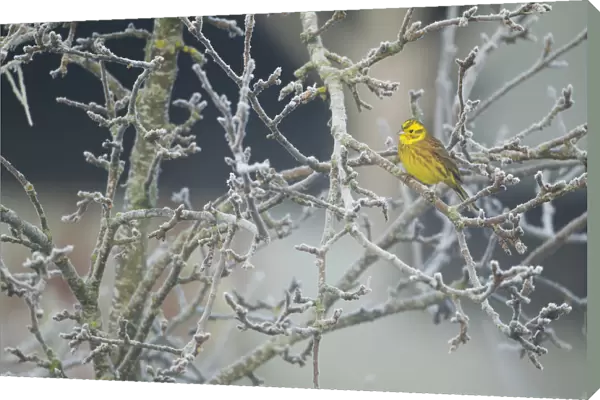Yellowhammer (Emberiza citrinella) male perched in frost, Scotland, UK, December