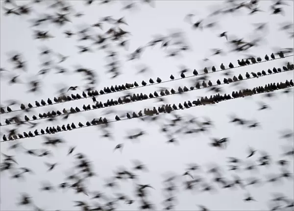 Common starlings (Sturnus vulgaris) gathering on telephone wires pre-roost, Solway Firth